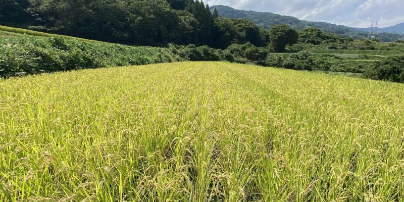 4年目を迎えた信州しめ縄飾りプロジェクト、日本伝統を紡ぐ作り手に密着